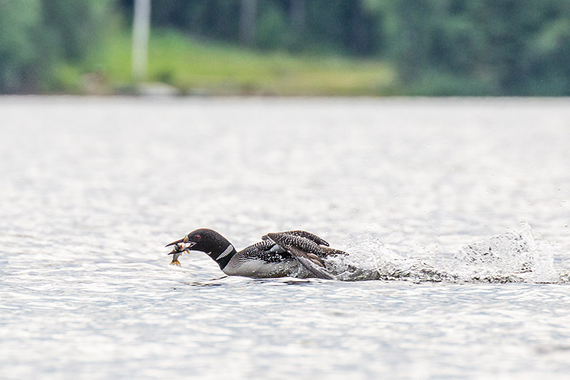 Loon with a fish on West Lake